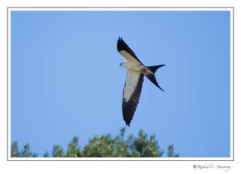 Swallow-tailed kite 1.jpg